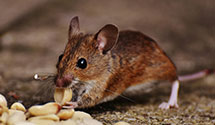 24 Hour & Emergency Exterminators in N Ridgeville, OH